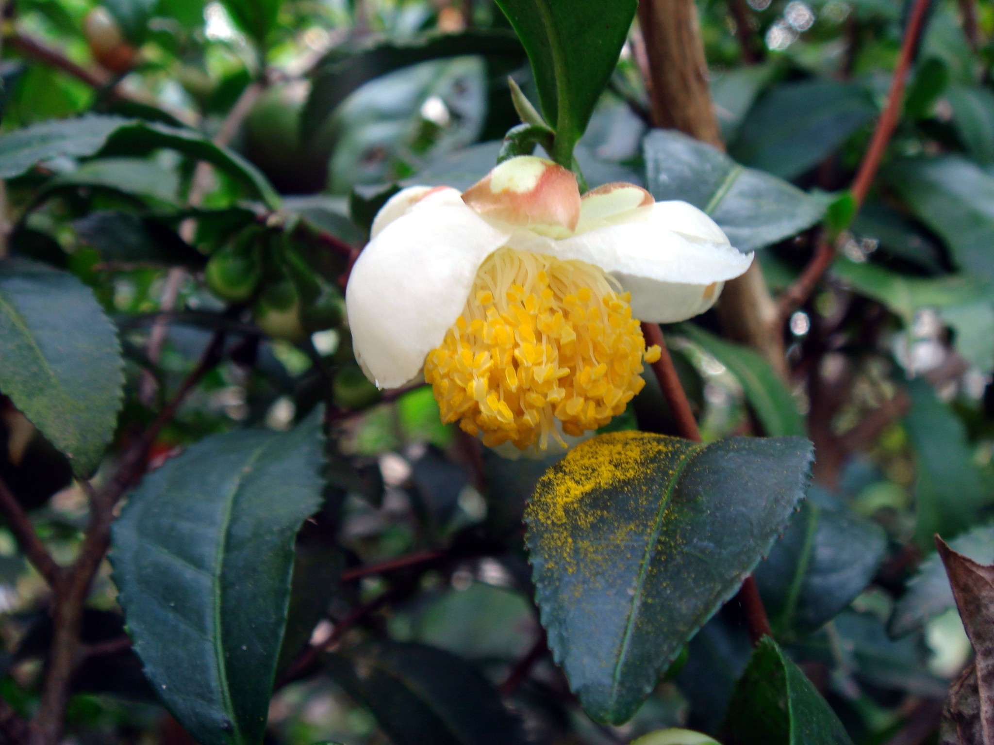 Camellia sinensis (L.) Kuntze